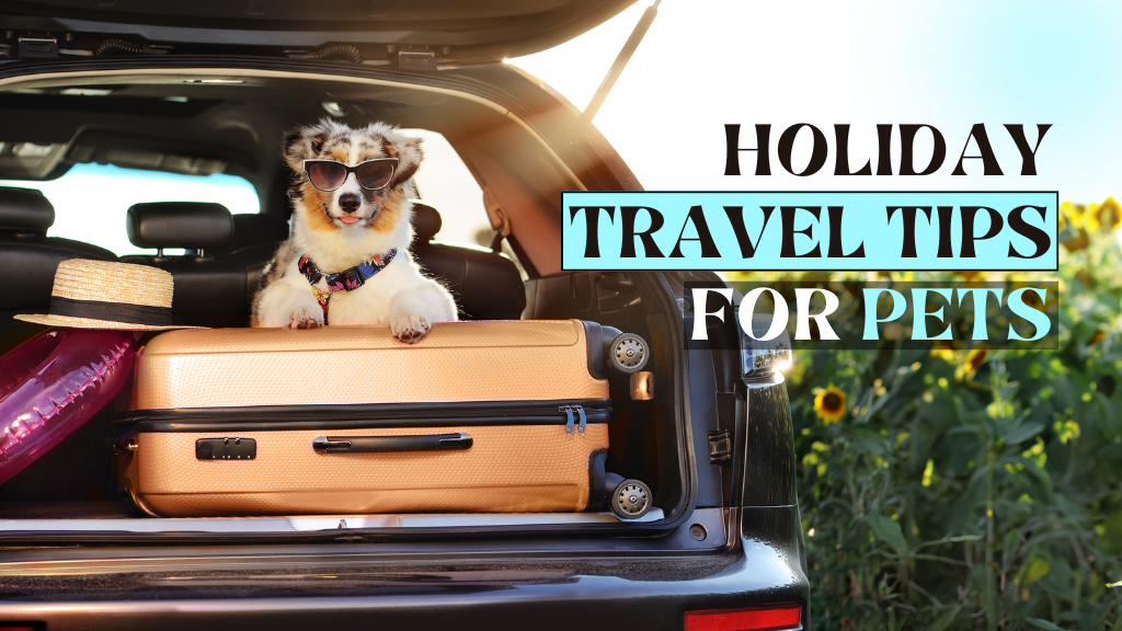 Safe and Stress-Free Holiday Travel with Pets: What Every Pet Owner Should Know Safe and Stress-Free Holiday Travel with Pets: What Every Pet Owner Should Know